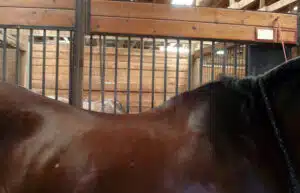 Sway Backed Horse