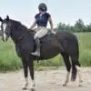 Bitless Noseband Bridle Converter Bareback