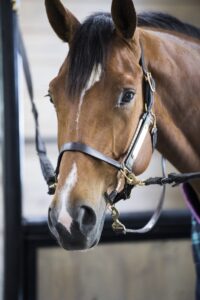 ThinLine Busy Buddy Halter