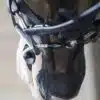 ThinLine Busy Buddy Bit Close Up