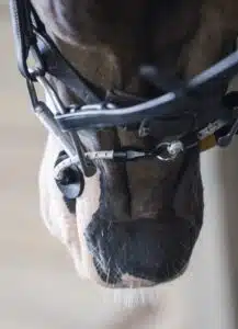 ThinLine Busy Buddy Bit Close Up