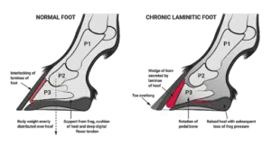 laminitis-founder