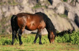 Grazend paard
