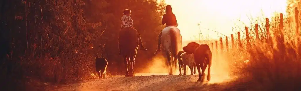 About Thinline Horse Tack