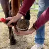 Ultimate HoofPick in Use
