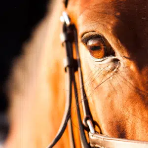 Paarden Comfort