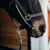 ThinLine Busy Buddy - Kalmeert Paarden, zonder medicijnen, stopt onrust, bijten, perfect hulpmiddel bij het scheren, hoefsmid, dierenarts, ...